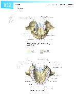 Sobotta Atlas of Human Anatomy  Head,Neck,Upper Limb Volume1 2006, page 59